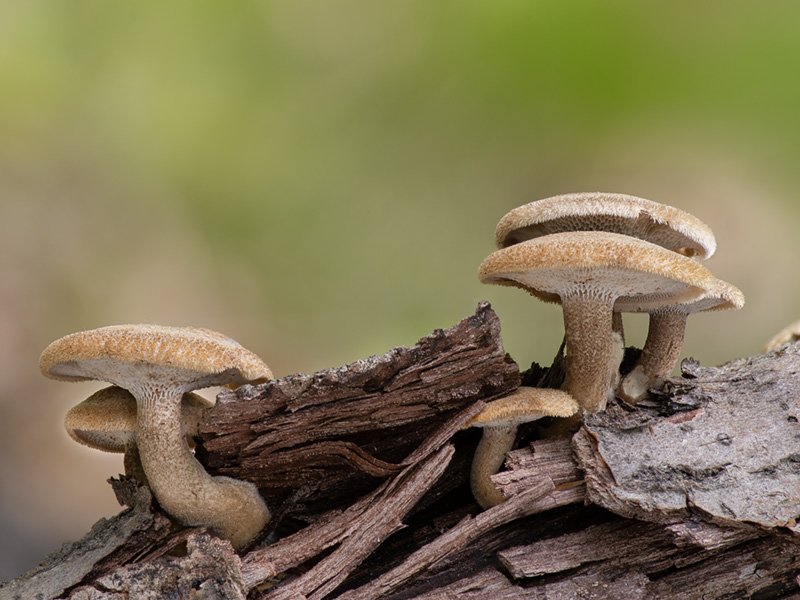 Polyporus arcularius